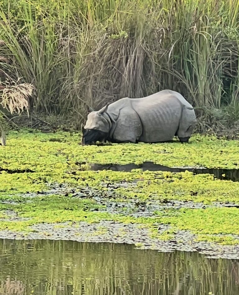 📸 PHOTO COMPETITION – CONTESTANT 13 👤 Name: Dr Dixya Bhandari 🏛️ Affiliation: Lecturer, Nepal Manipal College of Medical Sciences  Caption: A Survivor of the Wild, The One-Horned Rhino in a Changing Climate