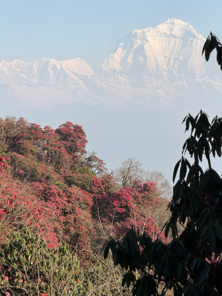 📸 PHOTO COMPETITION – CONTESTANT 15 👤 Name: Dr. Samata Nepal 🏛️ Affiliation: Associate Professor, Lumbini Medical College  Caption:  The ultimate RISK-E-SCAPE: Together for the preservation of our snow filled Himalayas and beautiful Rhododendrons for the future of the Earth!