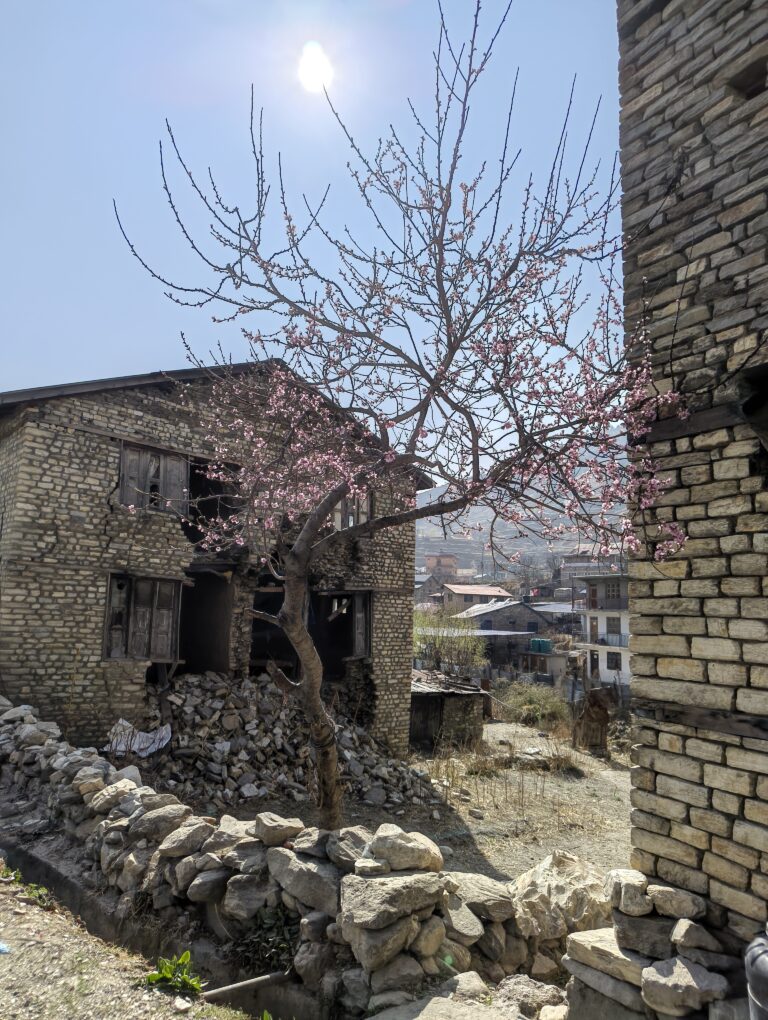 📸 PHOTO COMPETITION – CONTESTANT 17 👤 Name: Birat Karki 🏛️ Affiliation:  Karnali Academy of Health Sciences  Caption:  Even where the walls have fallen, spring still finds its way in — a quiet testament to resilience in the face of a changing climate.